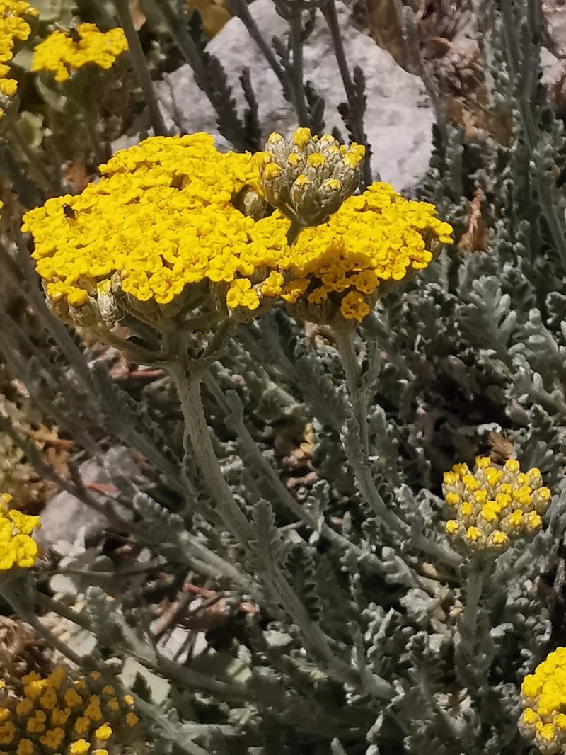 Achillea holosericea photo 2