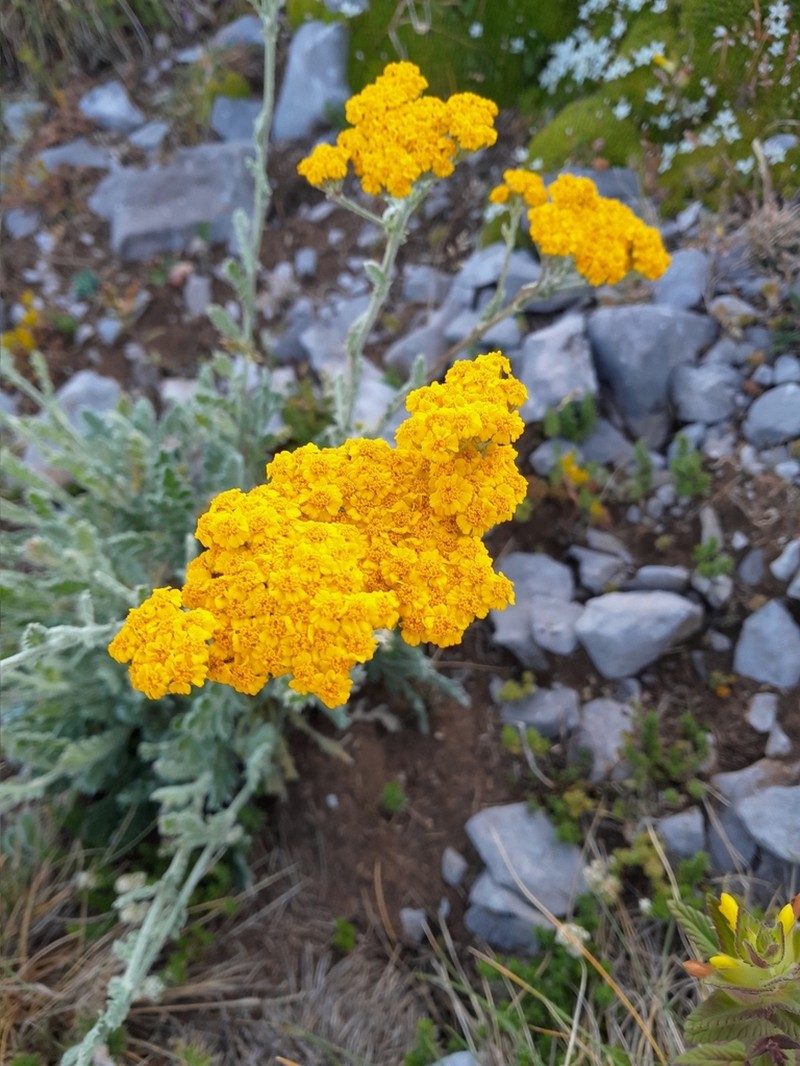 Achillea holosericea photo 3