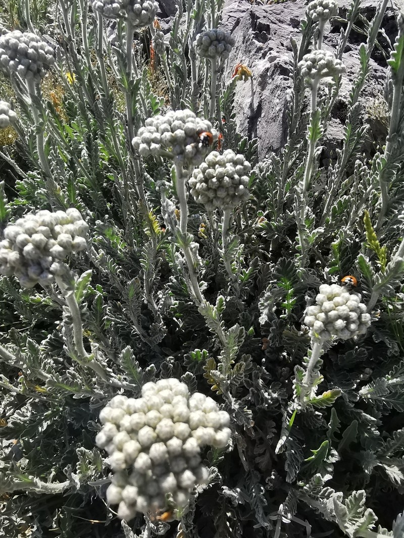Achillea holosericea photo 4