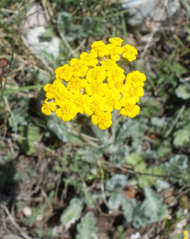 Achillea holosericea photo 5