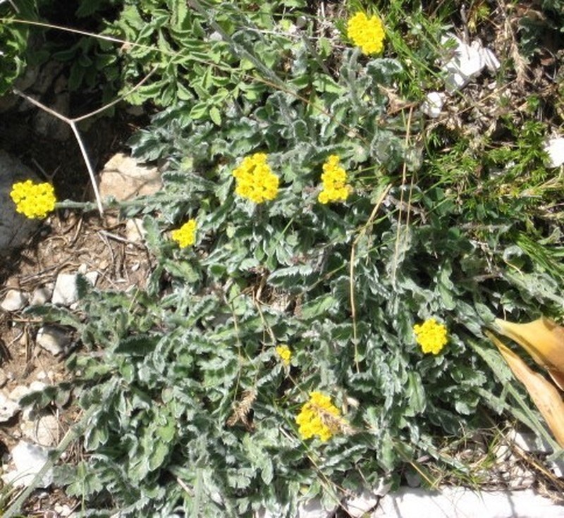 Achillea holosericea photo 6