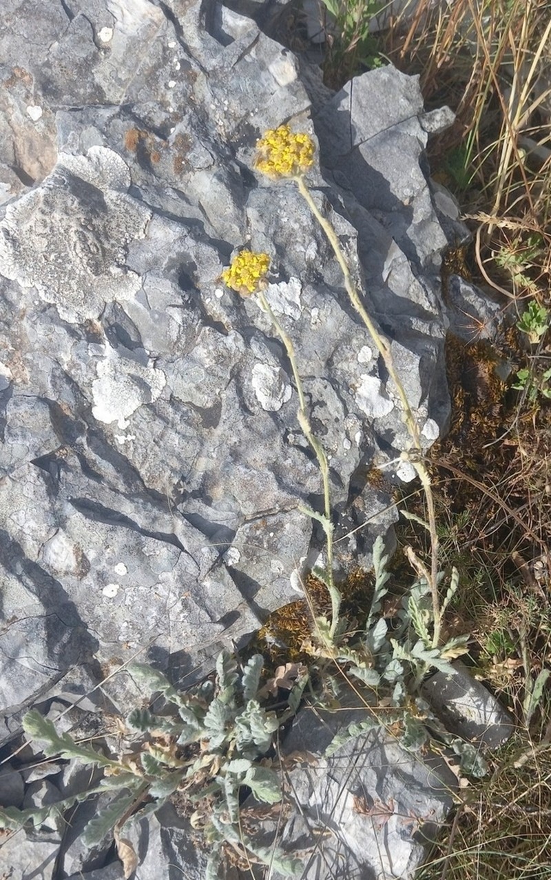 Achillea holosericea photo 7