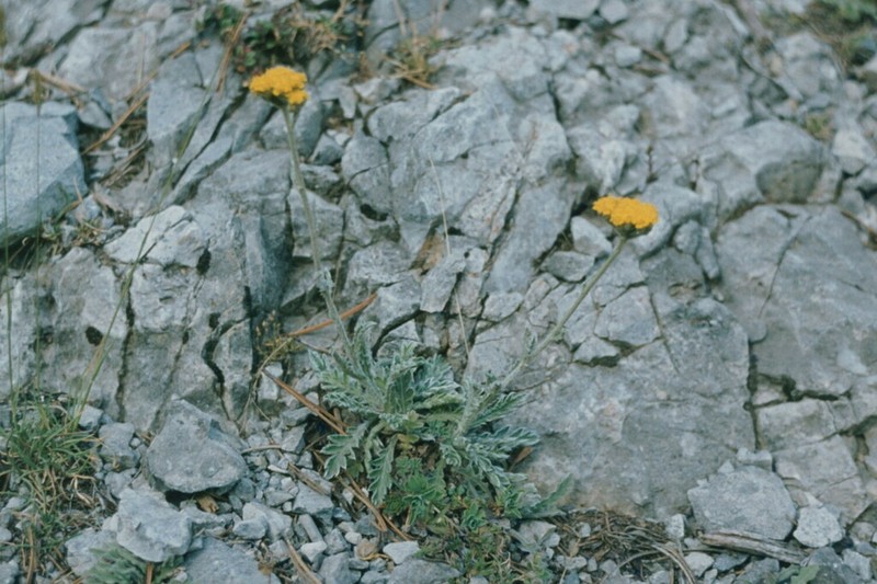 Achillea holosericea photo 8