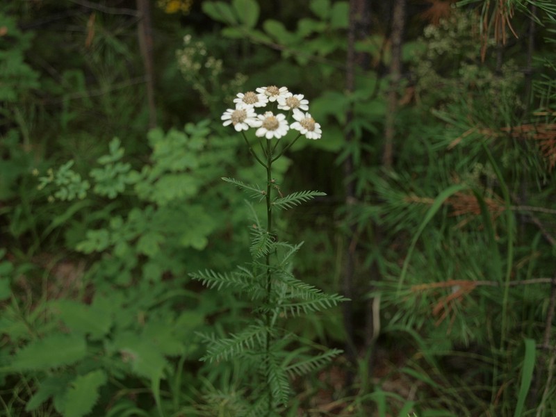Achillea impatiens photo 2