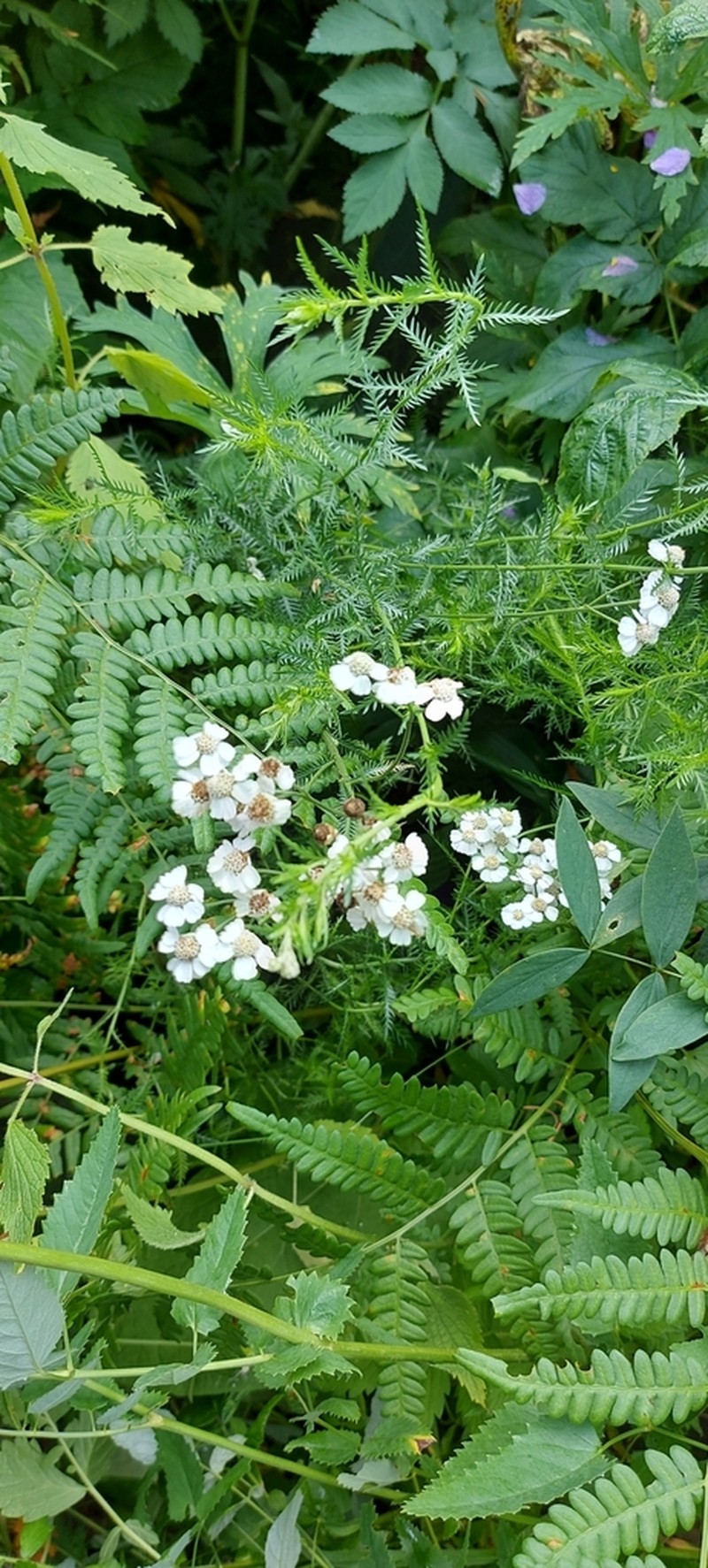 Achillea impatiens photo 3