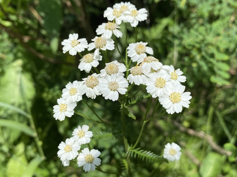 Achillea impatiens photo 4