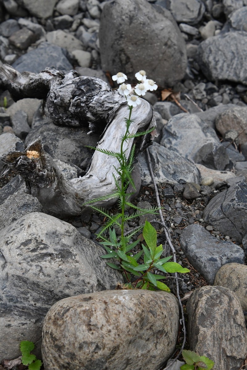 Achillea impatiens photo 5