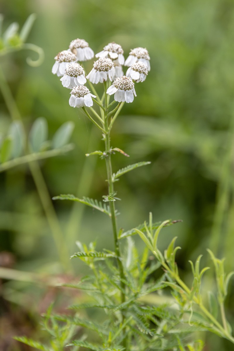 Achillea impatiens photo 6
