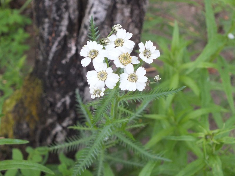 Achillea impatiens
