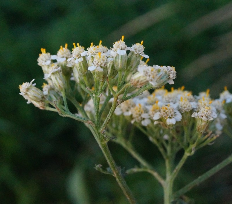 Achillea inundata photo 2