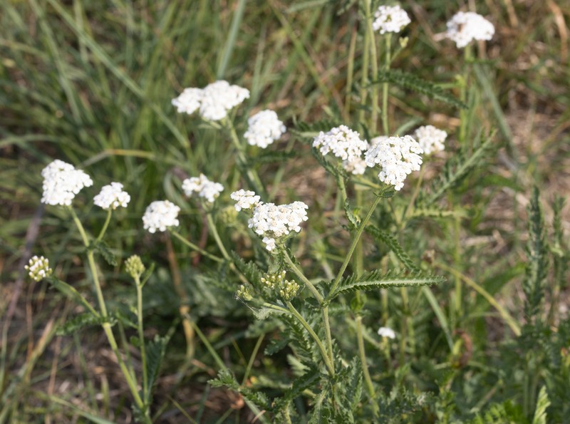 Achillea inundata photo 3