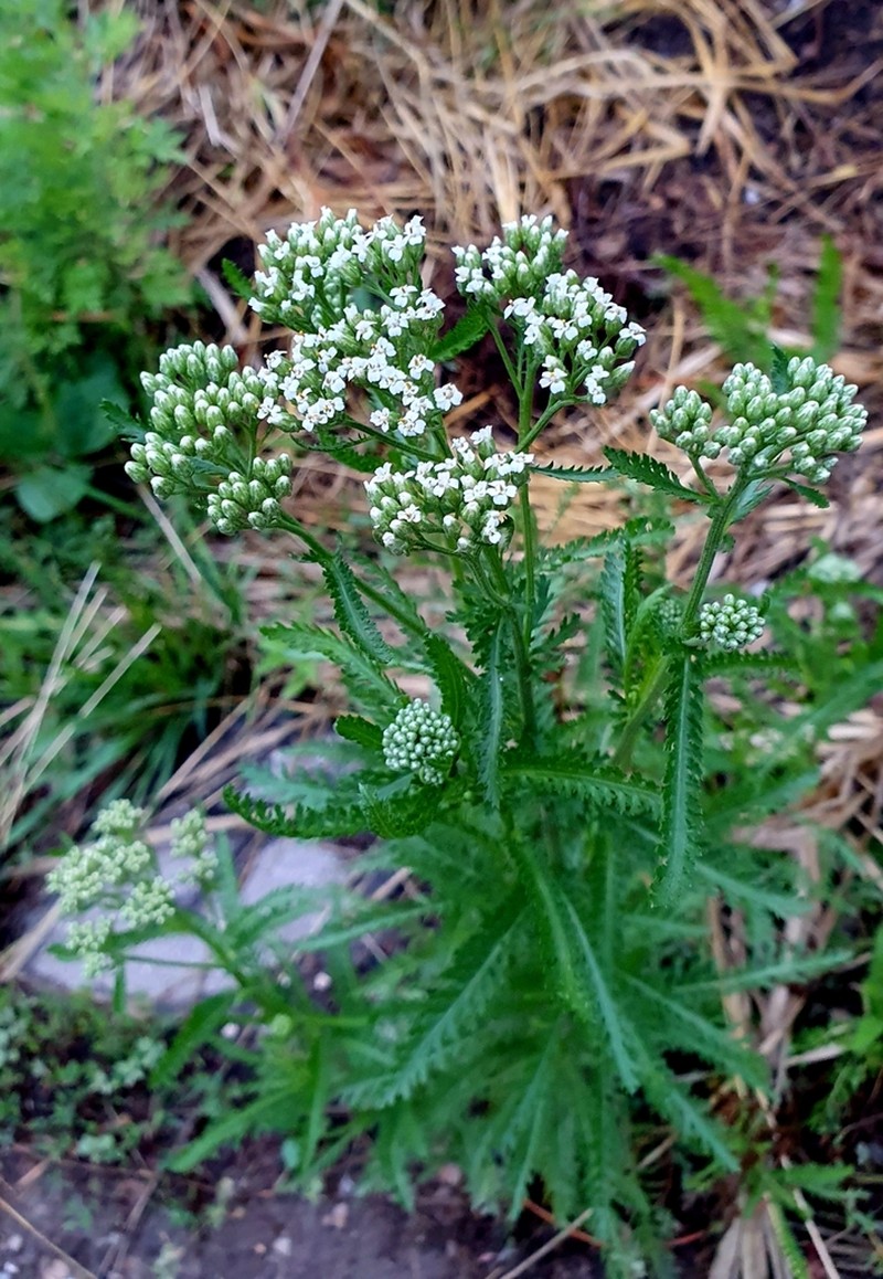 Achillea inundata photo 4