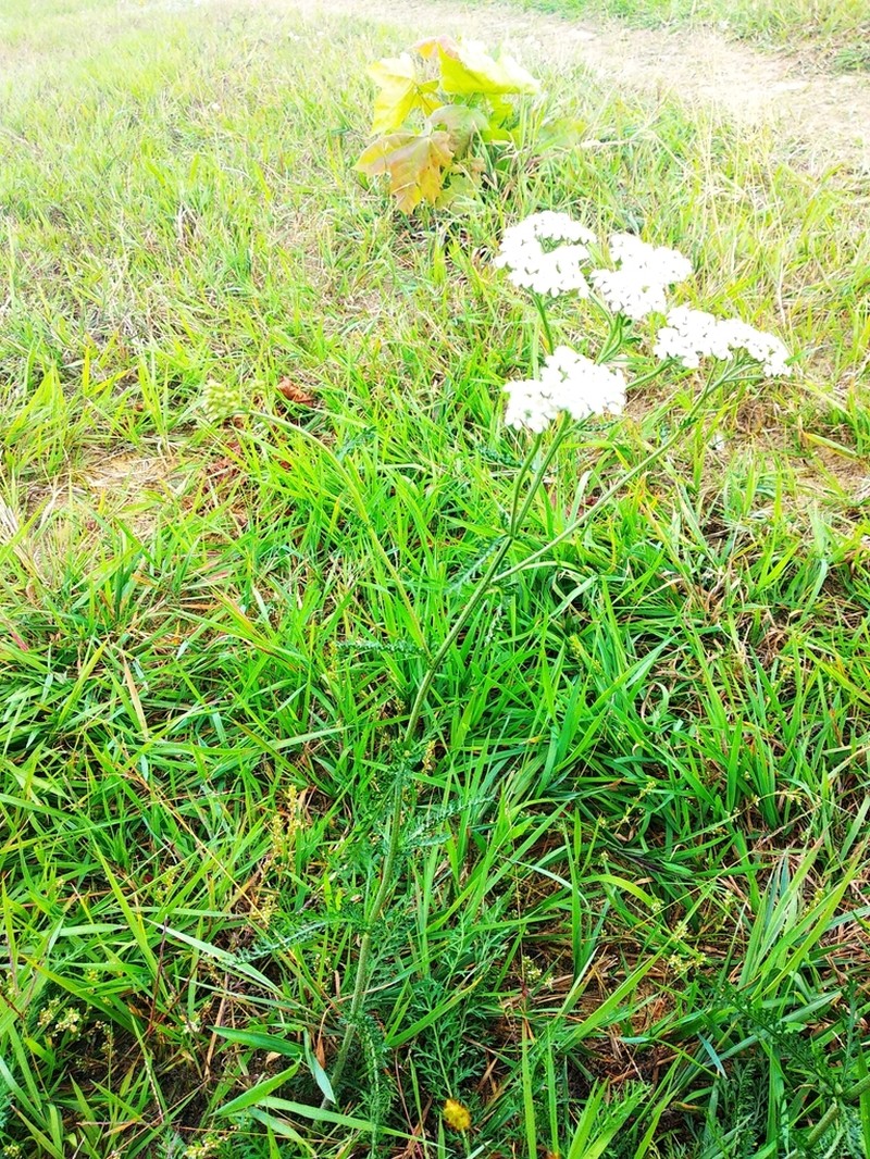 Achillea inundata photo 5