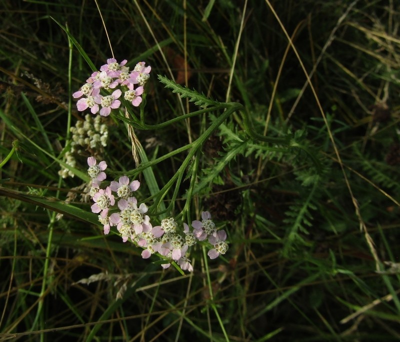 Achillea inundata photo 6