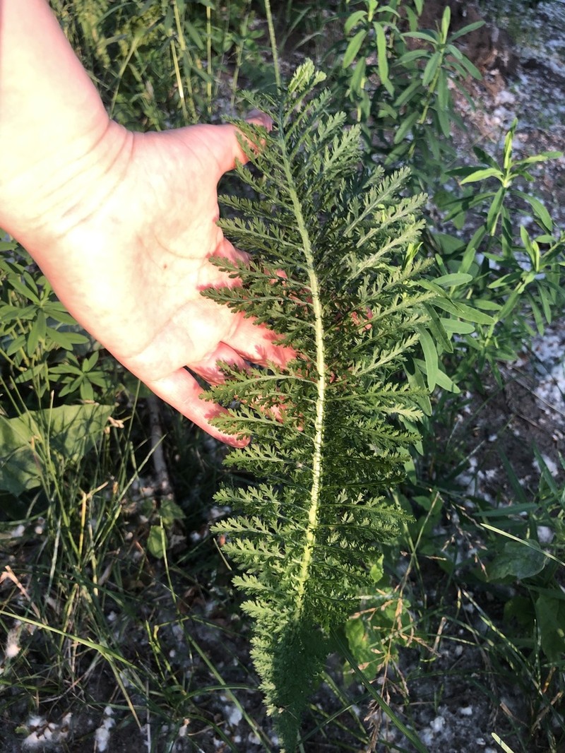 Achillea inundata photo 7