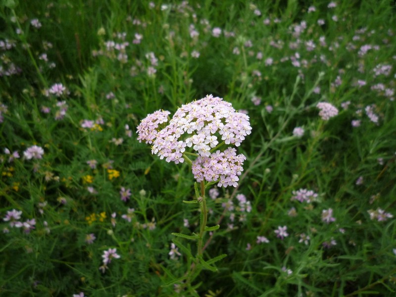 Achillea inundata photo 8