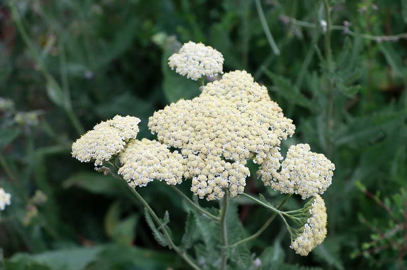 Achillea karatavica photo 2