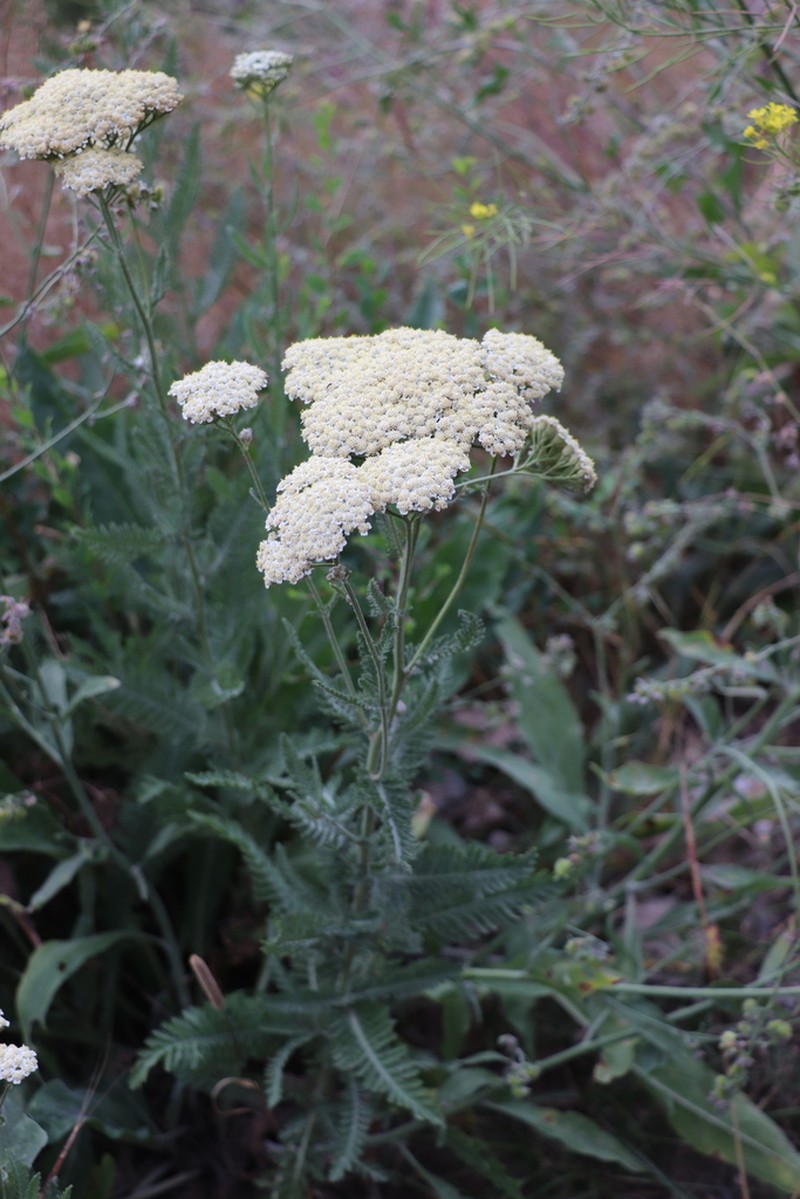 Achillea karatavica photo 3