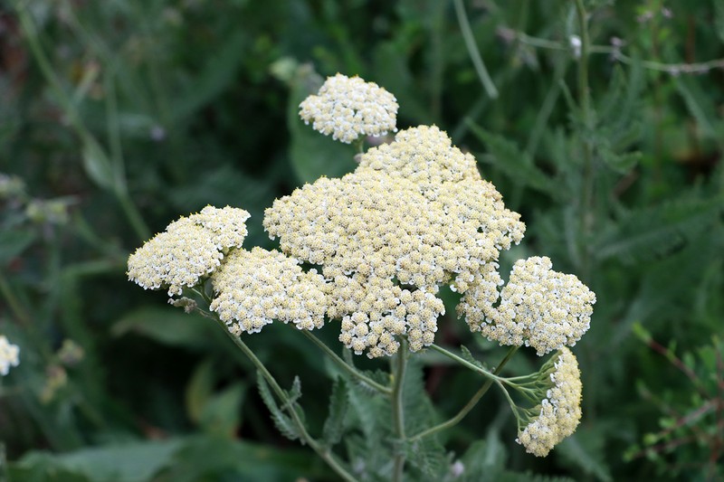 Achillea karatavica photo 4