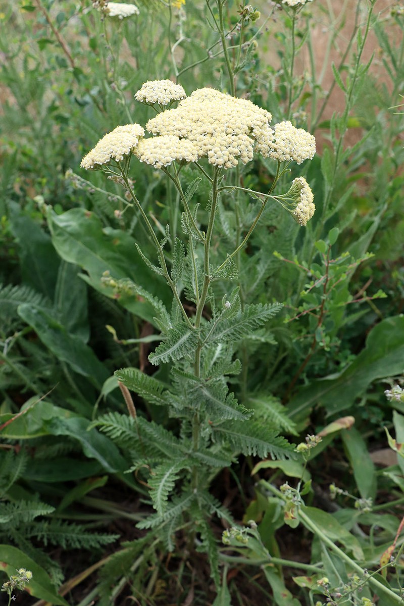 Achillea karatavica photo 5