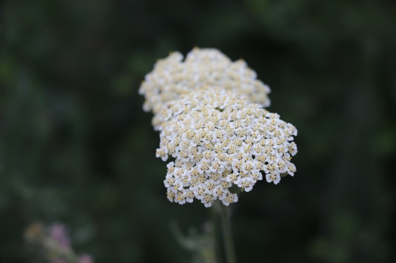 Achillea karatavica photo 6