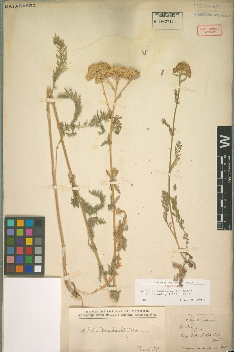 Achillea kellalensis