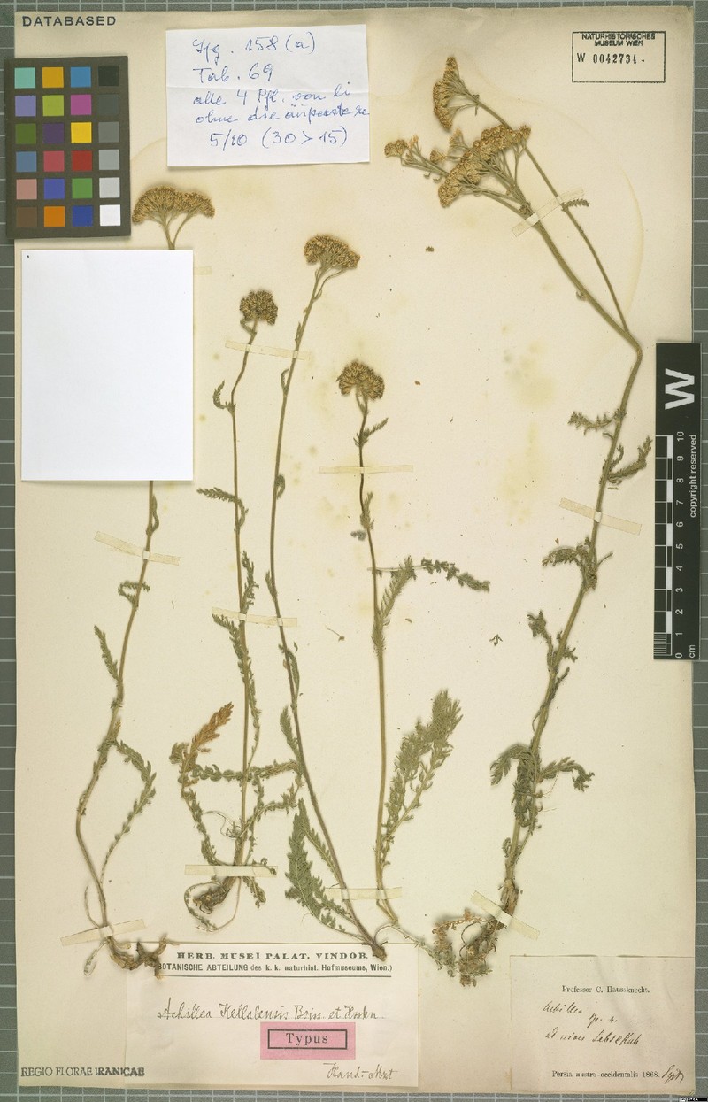 Achillea kellalensis photo 2