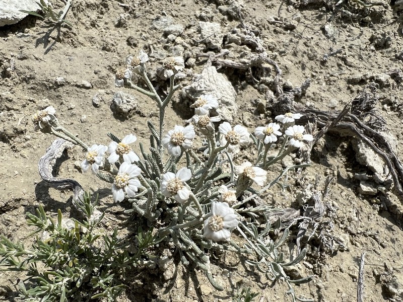Achillea ketenoglui photo 2