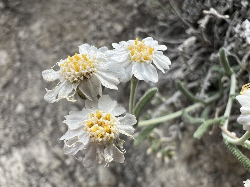 Achillea ketenoglui photo 3
