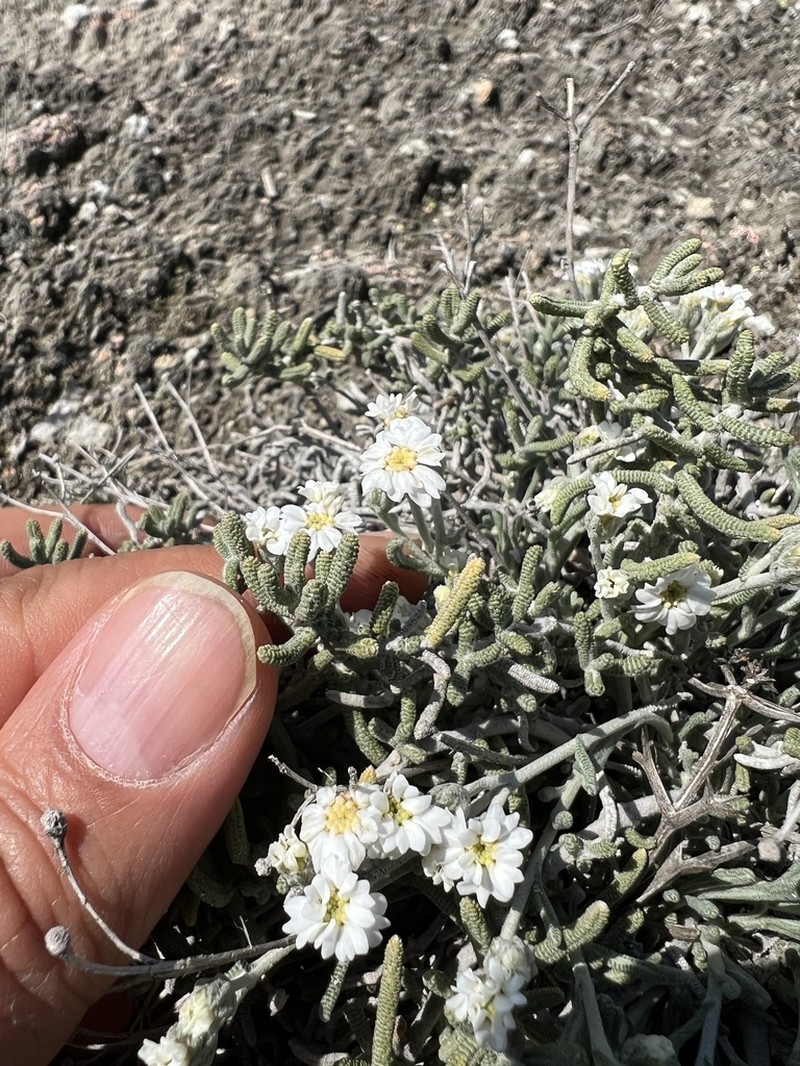 Achillea ketenoglui photo 4