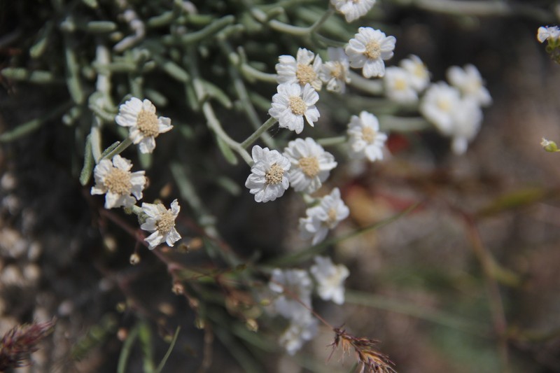 Achillea ketenoglui photo 5