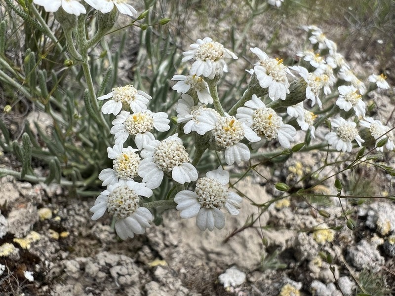 Achillea ketenoglui photo 6