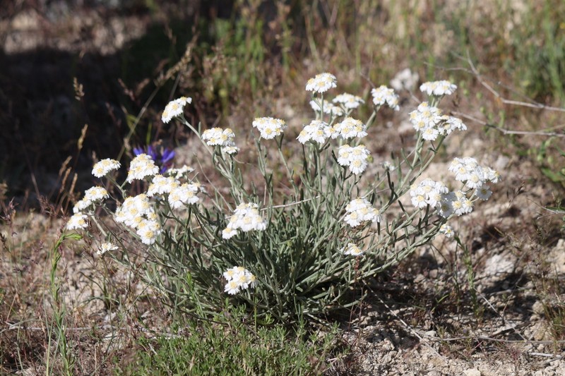 Achillea ketenoglui