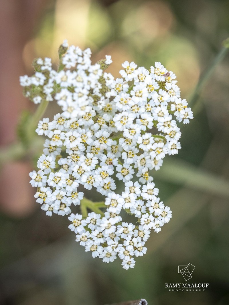 Achillea kotschyi
