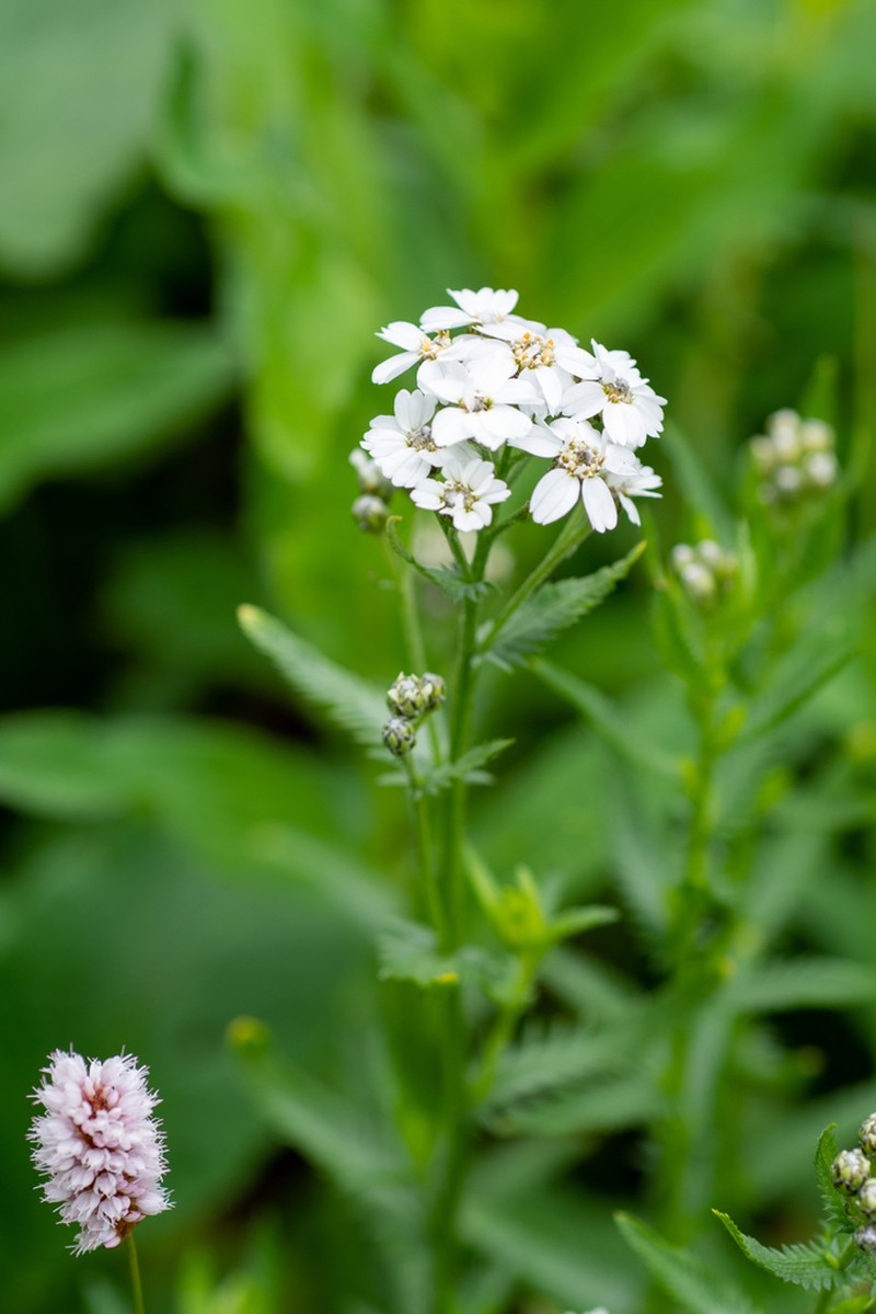 Achillea ledebourii photo 2