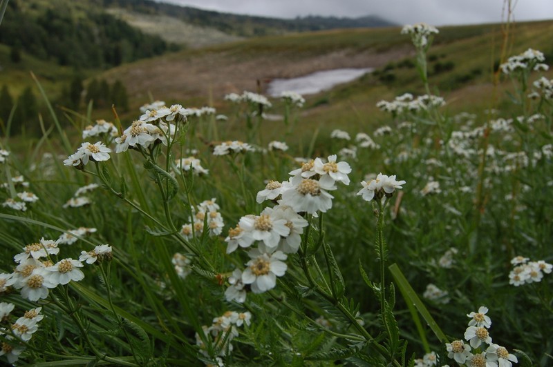 Achillea ledebourii photo 3