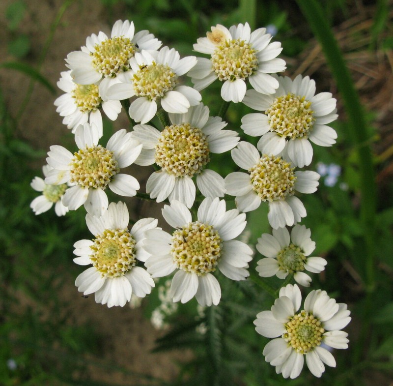 Achillea ledebourii photo 4