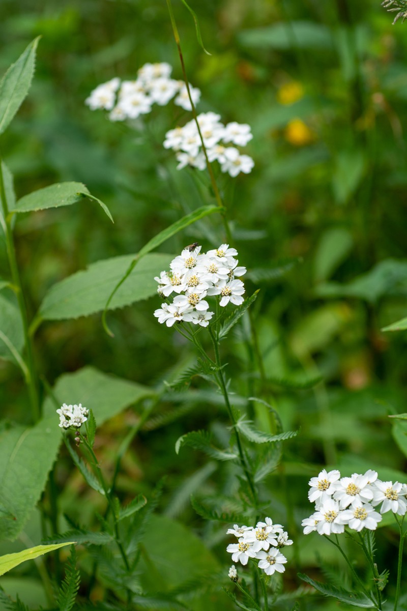 Achillea ledebourii photo 5