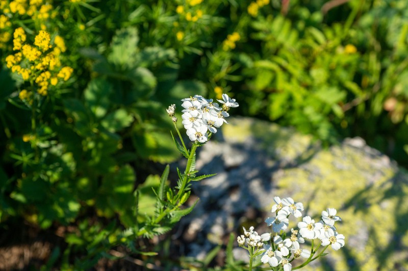 Achillea ledebourii photo 6