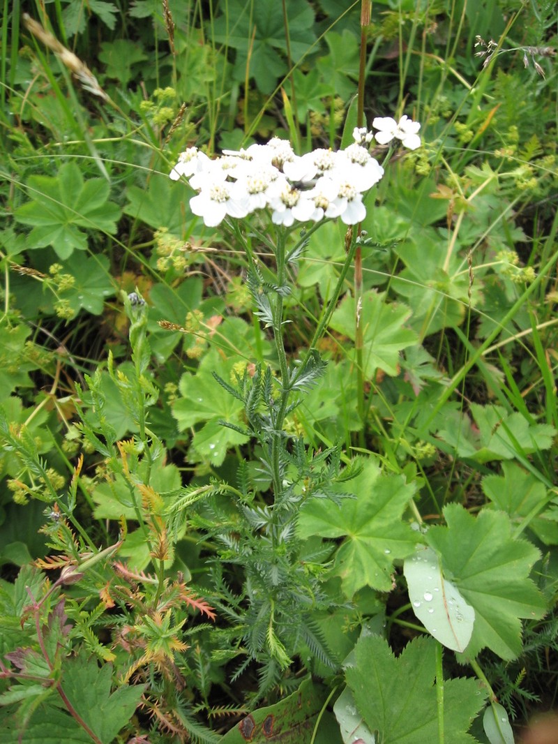 Achillea ledebourii photo 7
