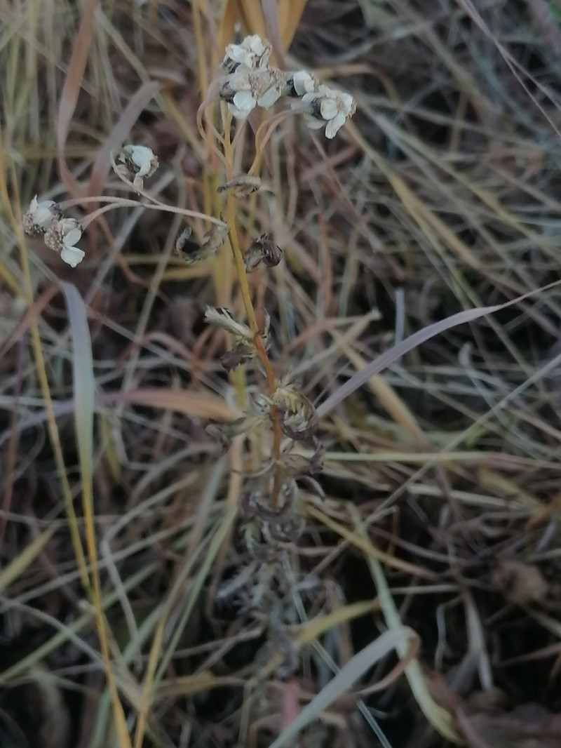 Achillea ledebourii photo 8