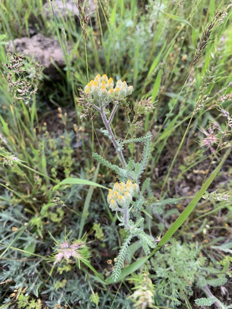 Achillea leptophylla