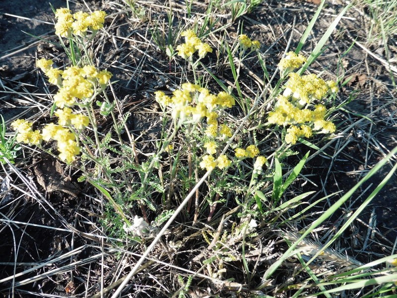 Achillea leptophylla photo 2