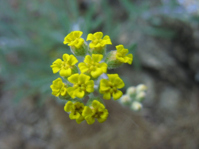 Achillea leptophylla photo 3