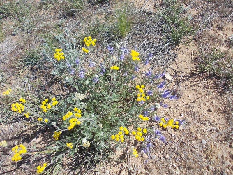 Achillea leptophylla photo 4