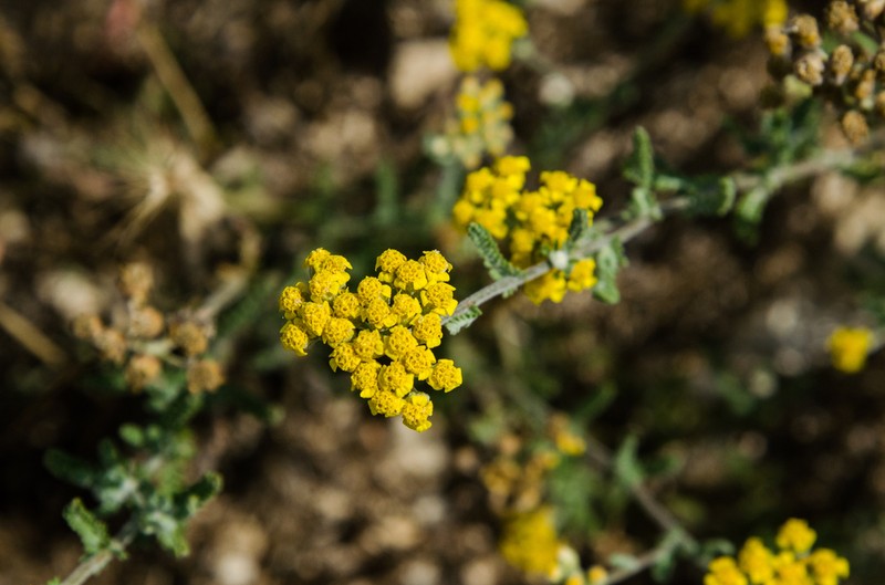 Achillea leptophylla photo 5