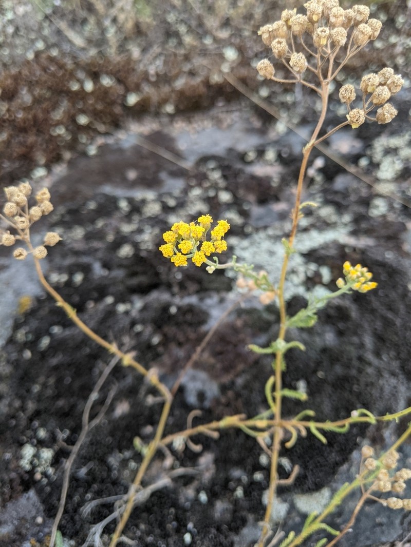 Achillea leptophylla photo 6