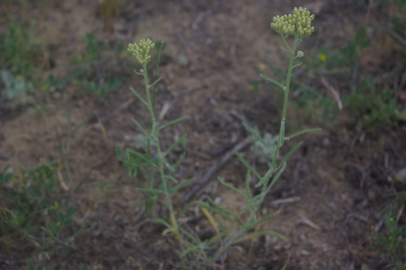 Achillea leptophylla photo 7