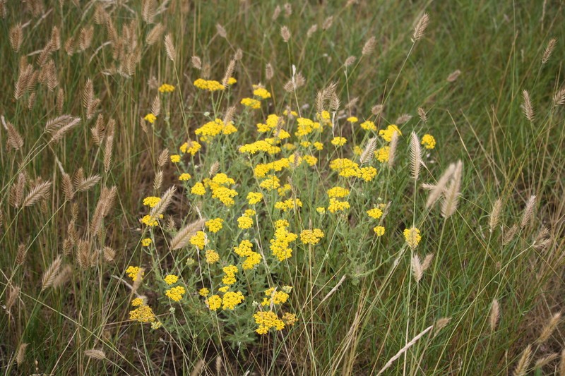 Achillea leptophylla photo 8