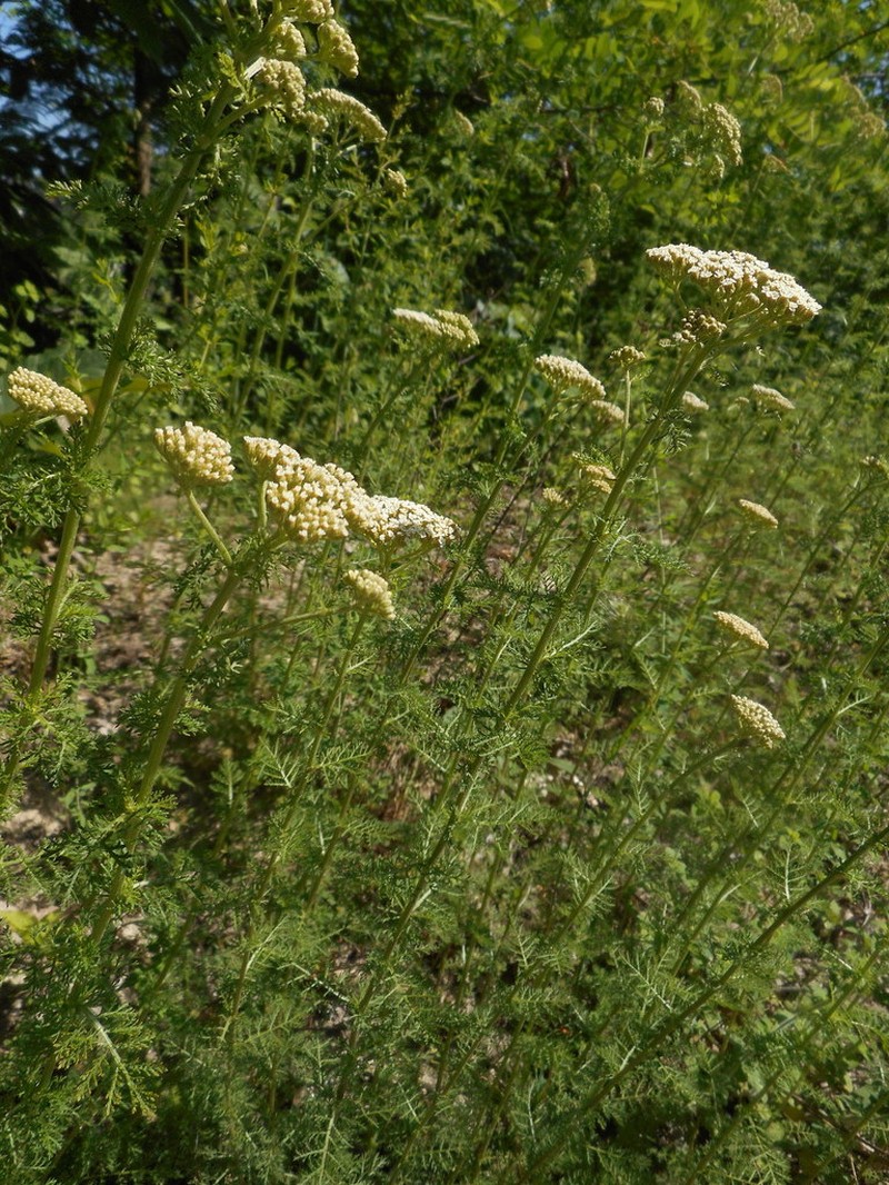 Ligurian Yarrow photo 2